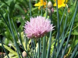 Image result for Allium schoenoprasum