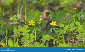 Attēlu rezultāti vaicājumam “Anemone ranunculoides bud”