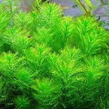 「綠羽毛」的圖片搜尋結果