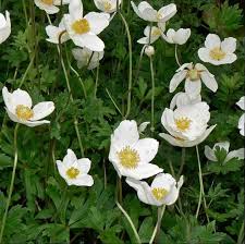 Attēlu rezultāti vaicājumam “Anemone sylvestris”