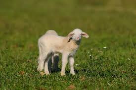 Attēlu rezultāti vaicājumam “Ovis aries juvenile”