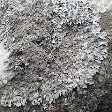 Attēlu rezultāti vaicājumam “Parmelia sulcata”