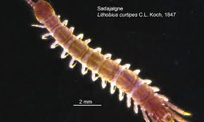 Attēlu rezultāti vaicājumam “Myriapoda”