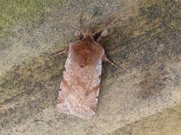 Attēlu rezultāti vaicājumam “Cerastis rubricosa”