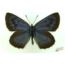 Attēlu rezultāti vaicājumam “Phengaris arion upperside”