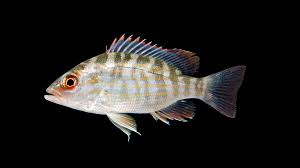 Image result for Lutjanus synagris