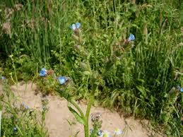 Attēlu rezultāti vaicājumam “Anchusa arvensis leaf”