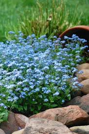 Image result for Myosotis sylvatica