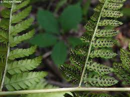 Attēlu rezultāti vaicājumam “Dryopteris carthusiana”