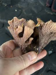 Attēlu rezultāti vaicājumam “Gomphus clavatus”