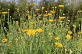 Image result for Färberkamille