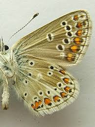 Attēlu rezultāti vaicājumam “Aricia artaxerxes”