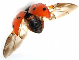 Attēlu rezultāti vaicājumam “Coccinella septempunctata”