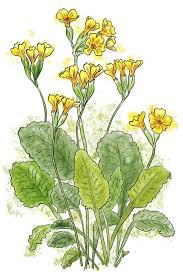 Image result for Primula veris