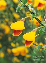 Attēlu rezultāti vaicājumam “Cytisus scoparius flower”