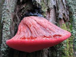 Attēlu rezultāti vaicājumam “Fistulina hepatica”