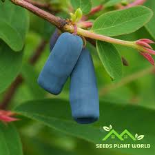 Attēlu rezultāti vaicājumam “Lonicera caprifolium fruit”