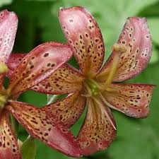 Image result for Lilium martagon `Manitoba Fox`