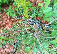 Attēlu rezultāti vaicājumam “Neodiprion sertifer larva”