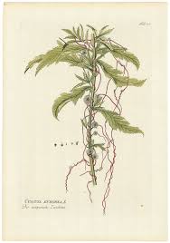 Attēlu rezultāti vaicājumam “Cuscuta europaea”