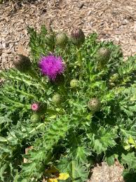 Attēlu rezultāti vaicājumam “Cirsium acaule”
