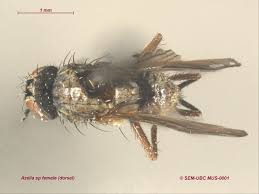 Attēlu rezultāti vaicājumam “Muscidae”