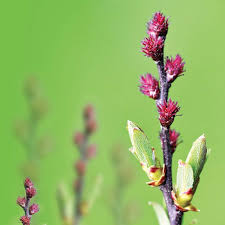 Attēlu rezultāti vaicājumam “Myrica gale fruit”