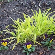Attēlu rezultāti vaicājumam “Milium effusum flower”