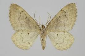 Attēlu rezultāti vaicājumam “Pareulype berberata”