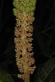 Attēlu rezultāti vaicājumam “Phytolacca acinosa flower”