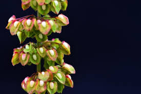 Attēlu rezultāti vaicājumam “Rumex acetosa fruit”