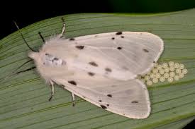 Attēlu rezultāti vaicājumam “Diaphora mendica female”