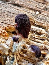 Attēlu rezultāti vaicājumam “Stemonitis sp.”