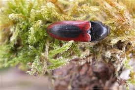 Attēlu rezultāti vaicājumam “Ampedus sanguinolentus”