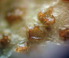 Attēlu rezultāti vaicājumam “Lycogala sphaeroconicum macro”