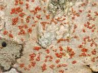 Attēlu rezultāti vaicājumam “Arthonia leucopellaea”