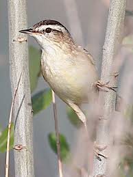 Attēlu rezultāti vaicājumam “Acrocephalus schoenobaenus adult”