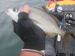 Image result for Haemulon album