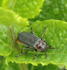 Attēlu rezultāti vaicājumam “Cantharis rustica imago”