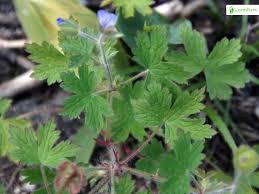 Attēlu rezultāti vaicājumam “Geranium bohemicum leaf”