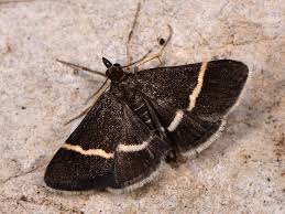 Attēlu rezultāti vaicājumam “Pyrausta cingulata”