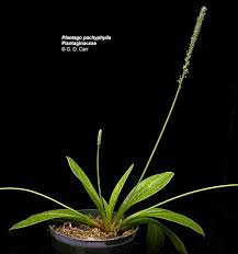 Attēlu rezultāti vaicājumam “Plantaginaceae”