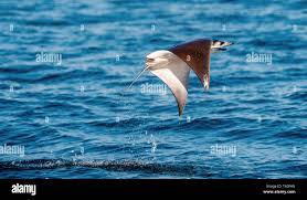 Image result for Mobula munkiana