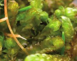 Attēlu rezultāti vaicājumam “Barbilophozia barbata”