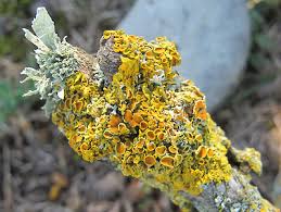 Attēlu rezultāti vaicājumam “Xanthoria parietina”