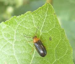 Attēlu rezultāti vaicājumam “Melandryidae”