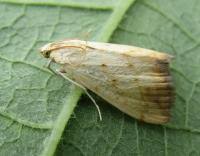 Attēlu rezultāti vaicājumam “Evergestis extimalis”