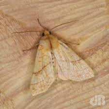 Attēlu rezultāti vaicājumam “Ennomos autumnaria”