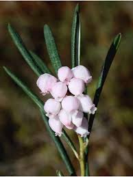 Attēlu rezultāti vaicājumam “Andromeda polifolia fruit”