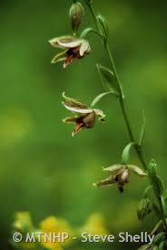 Attēlu rezultāti vaicājumam “Epipactis helleborine fruit”